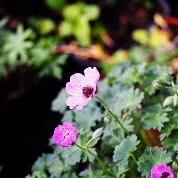 Geranium cinereum 'Splendens'- Geranium cinereum 'Splendens'
