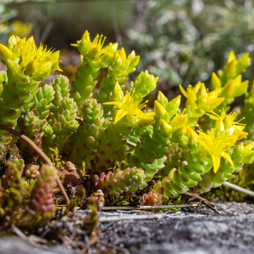 Orpin âcre - Sedum acre