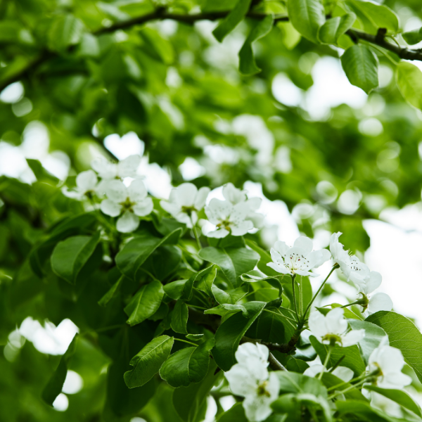 Exochorda magical springtime