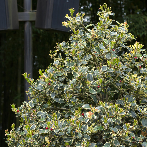 Houx 'Argenteomarginata' - Ilex aquifolium 'Argenteomarginata'