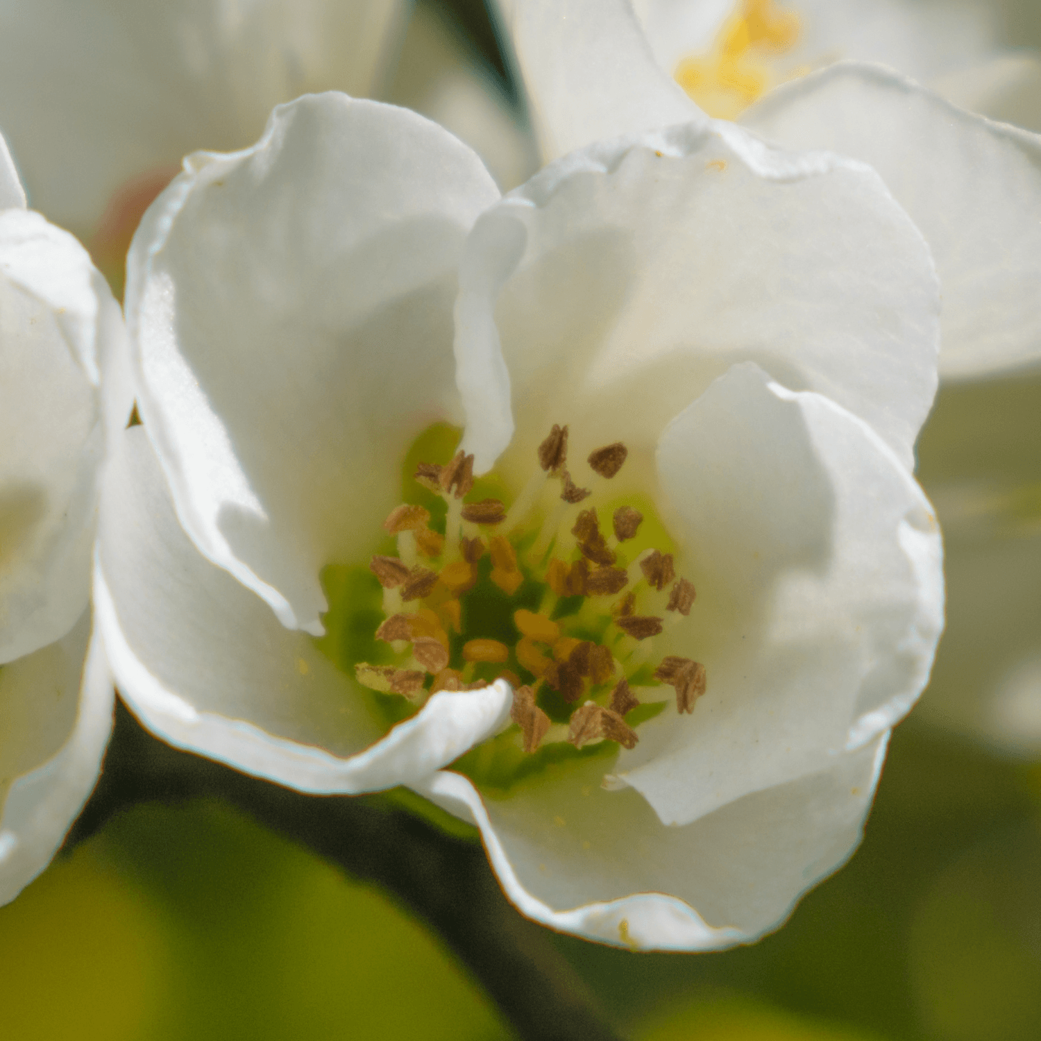 Cognassier du Japon - Speciosa Nivalis - FLEURANDIE