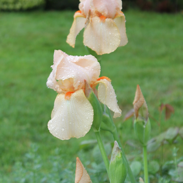 Iris des jardins orange - Iris germanica 'Mme. Francois Debat'