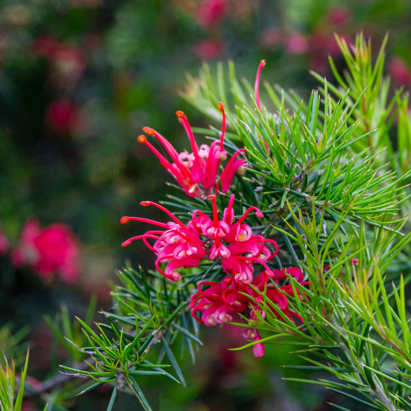 Grevillea juniperina