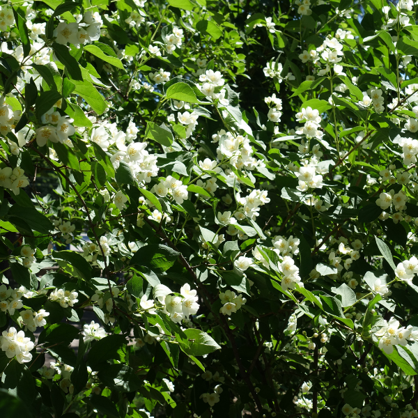 Philadelphus Coronarius
