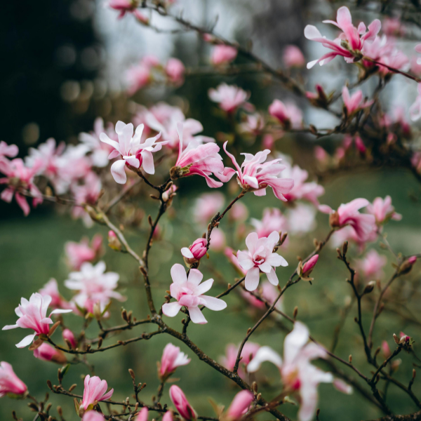 Magnolia étoilé 'Rosea' - Magnolia stellata 'Rosea'