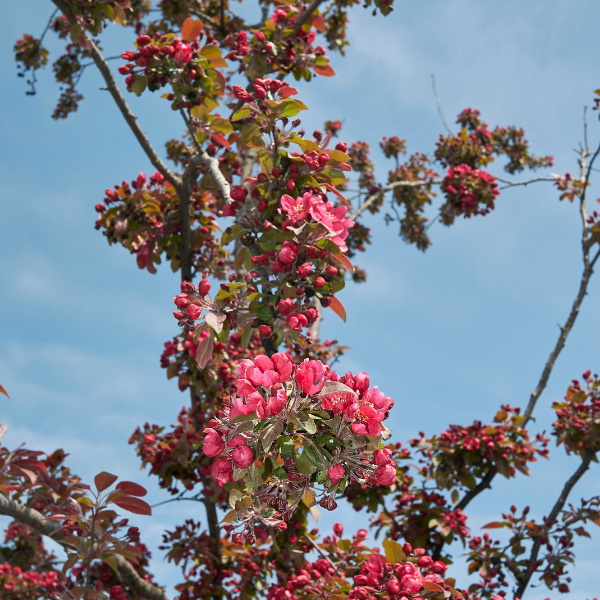 Malus Coccinella