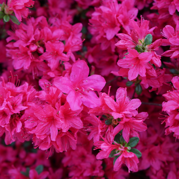 Azalée japonaise 'Rosa King' Azalea japonica 'Rosa King'