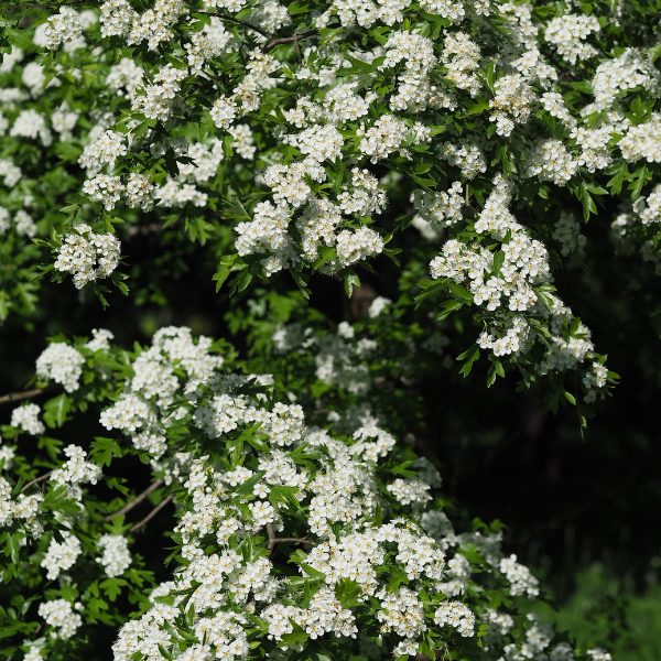 Deutzia x lemoinei - Deutzia lemoinei
