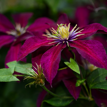 Clématite 'Rouge Cardinal' - Clematis 'Rouge Cardinal'