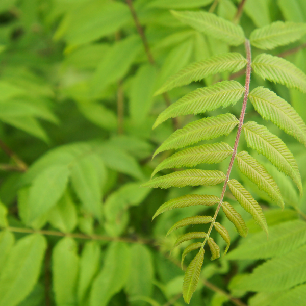 Sorbaria 'Pink Hopi' - Sorbaria sorbifolia 'Pink Hopi'