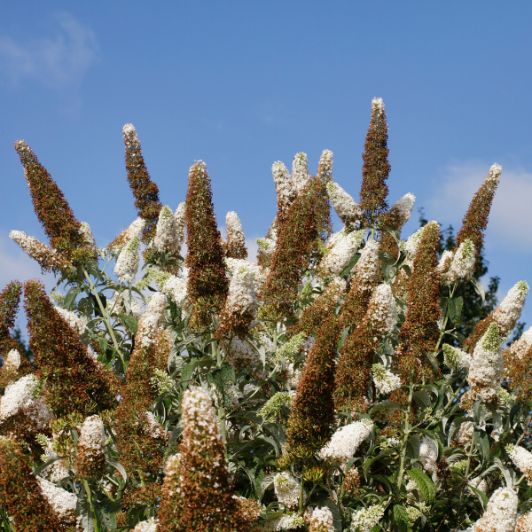 Buddleia Davidii White Perfection