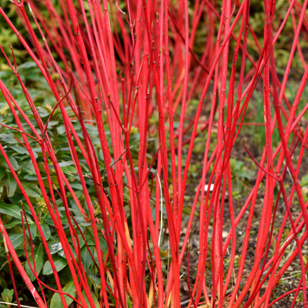 Cornus Alba Baton Rouge