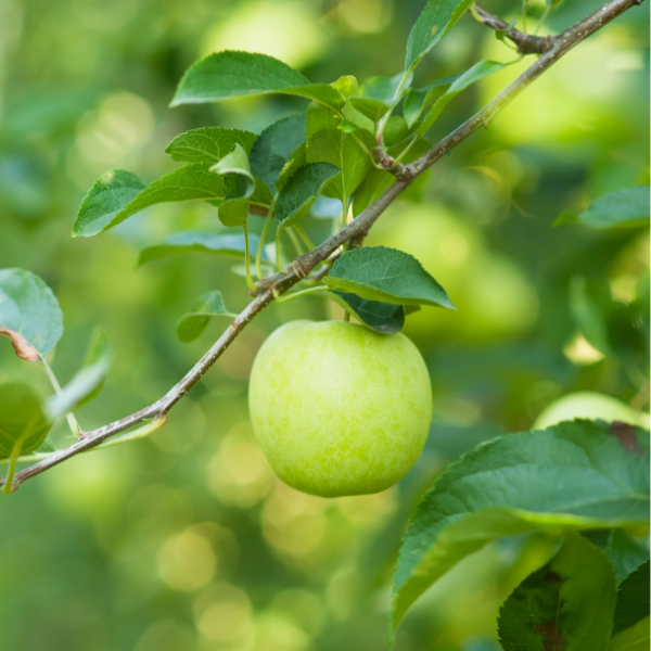 Pommier 'Granny Smith' - Malus domestica 'Granny Smith'