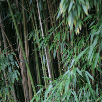 Bambou Non Traçant Fargesia Robusta 'Pingwu' - Fargesia robusta 'Pingwu'