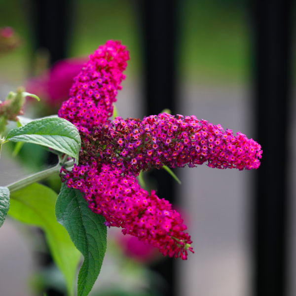 Buddleia Davidii Royal Red