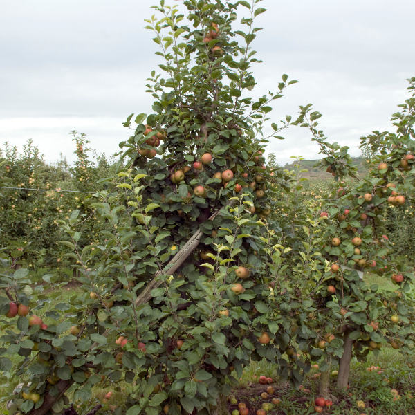 Pommier 'Boskoop Rouge' - Malus pumila 'Boskoop Rouge'