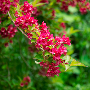 Weigela 'Red Prince' - Weigela 'Red Prince'