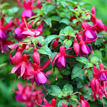 Fuchsia Vivace Rouge Et Violet - Feuillage Jaune - Fuchsia 'Genii'