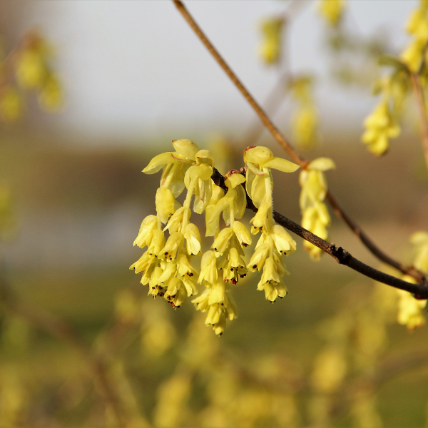 Noisetier du Japon - Corylopsis pauciflore