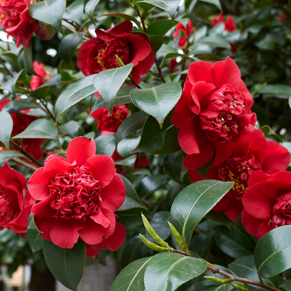 CAMELLIA japonica 'Mark Alan'