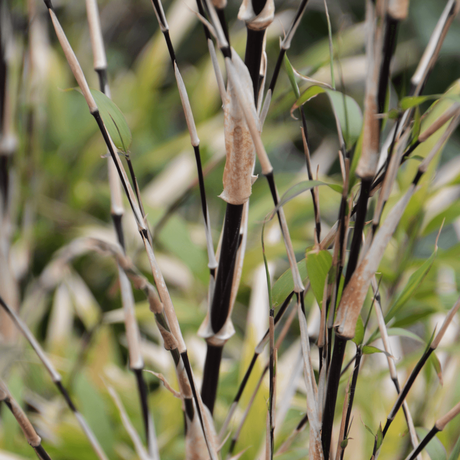 Bambou à cannes noires - Phyllostachys nigra - FLEURANDIE