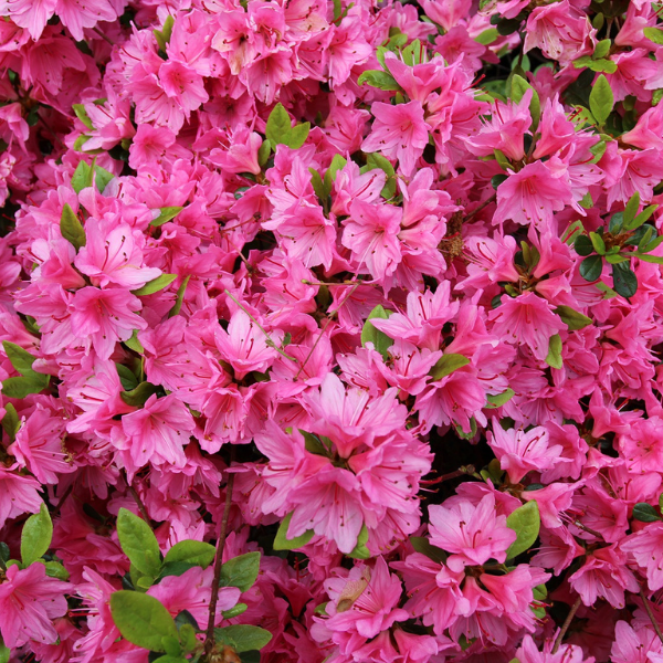 Azalée japonaise 'Multiflora Purper' - Azalea japonica 'Multiflora Purper'
