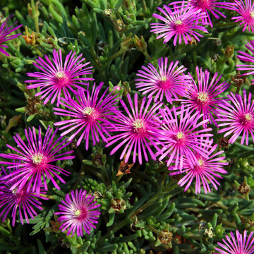 Pourpier de Cooper - Delosperma cooperi