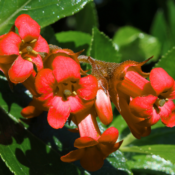 Escallonia Rouge De Cornay