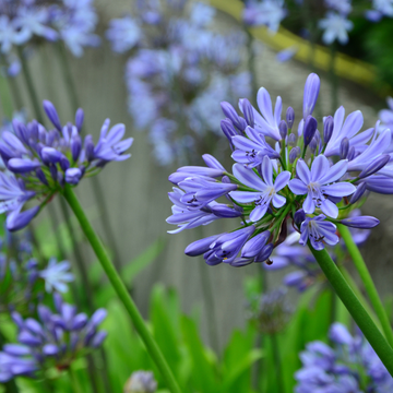 Agapanthe Umbellata Ovatus - Agapanthus Umbellata Ovatus