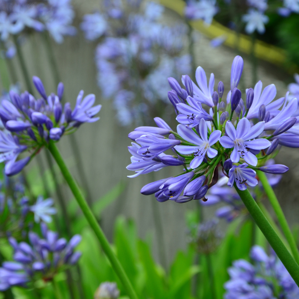 Agapanthe Umbellata Ovatus - Agapanthus Umbellata Ovatus