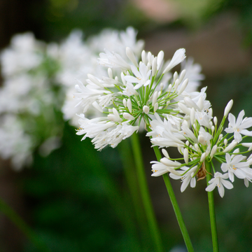 Agapanthe d'Afrique blanche - Agapanthus umbellatus 'Alba'