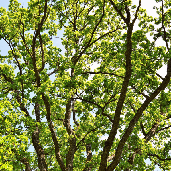 Chêne pédonculé - Quercus robur