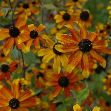 Rudbéckia à 3 feuilles rouge et jaune - Rudbeckia triloba 'Prairie Glow'