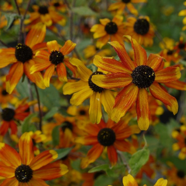 Rudbéckia à 3 feuilles rouge et jaune - Rudbeckia triloba 'Prairie Glow'