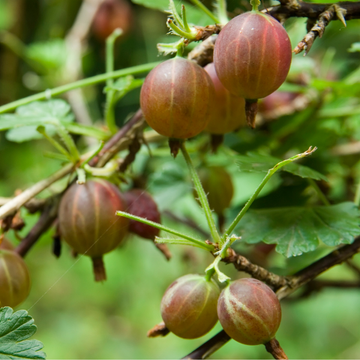 Groseillier à maquereau Rouge -  Ribes uva-crispa Rouge