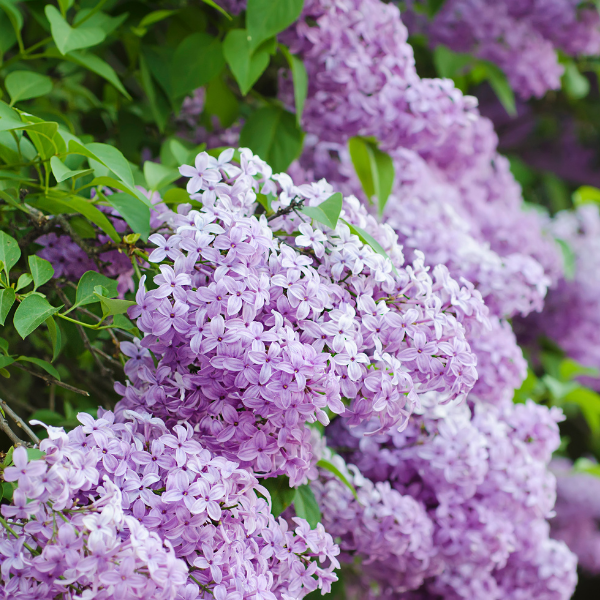 Lilas Vulgaris - Syringa Vulgaris