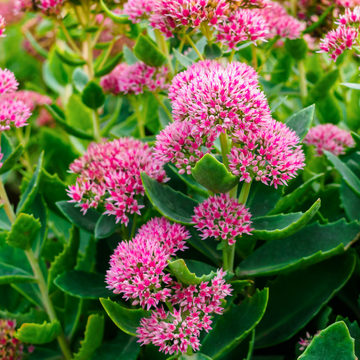 Sedum Spectabile Brillant