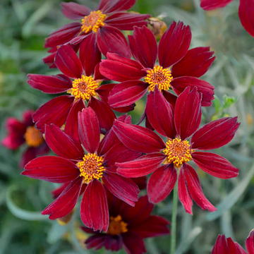 Coreopsis rouge - Coreopsis rosea permatheread red satin