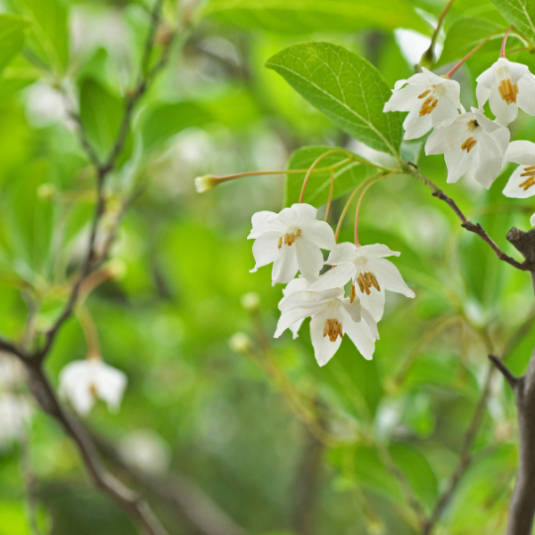 Arbre aux clochettes - Styrax japonais, Aliboufier