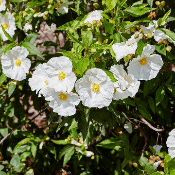 Ciste des Corbières - Cistus corbariensis