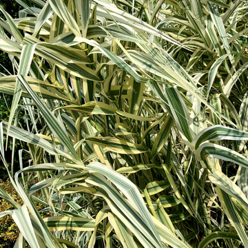 Arundo Donax Variegata