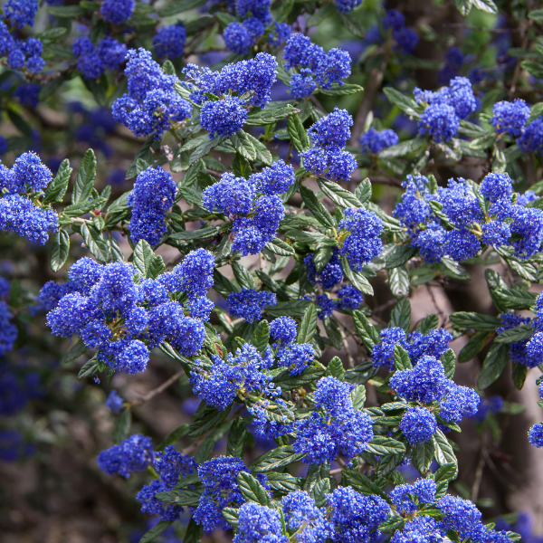 Céanothe, Lilas de Californie 'Autumnal Blue'