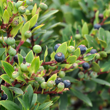 Myrtille d'Amérique 'Goldtraube' - Vaccinium corymbosum 'Goldtraube'