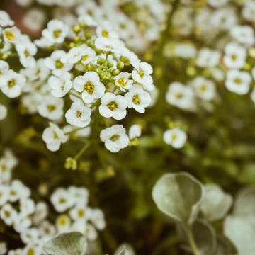 Arabis Caucasica Tresure Blanc - Arabis Caucasica Tresure White