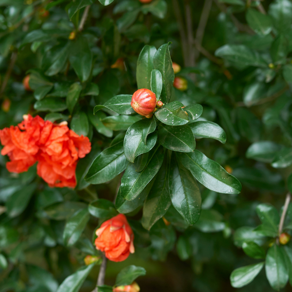 Punica Granatum Pleniflora