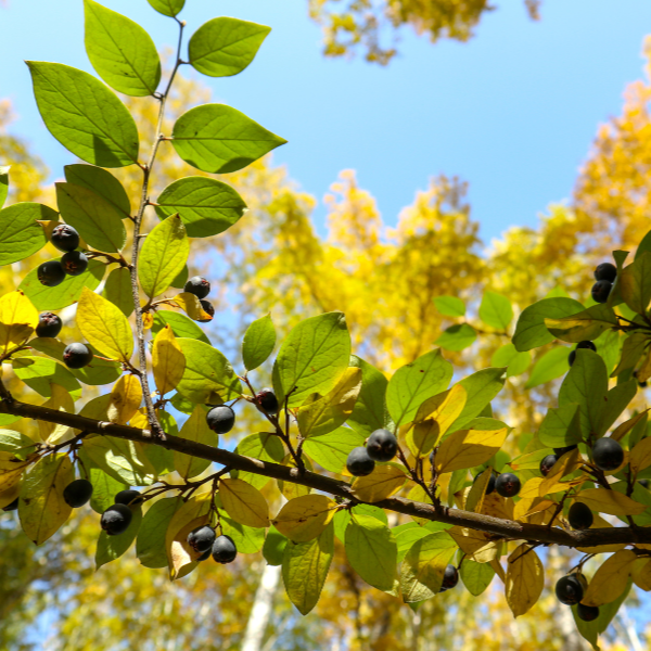 Nerprun cathartique - Rhamnus catharticus