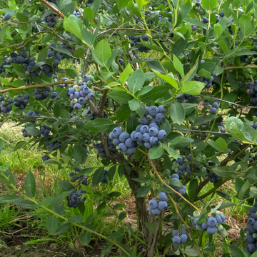 Myrtille d'Amérique 'Hardy Bleu ' -  Vaccinium corymbosum 'Hardy Blue '