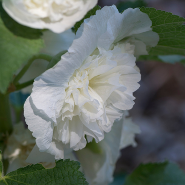 Rose Trémière Double 'Chater's Blanc' - Alcea Rosea Plena 'Chater's White'