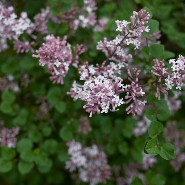 Lilas Bloomerang 'Bloomerang Pink Perfume' - Syringa x 'Bloomerang Pink Perfume'