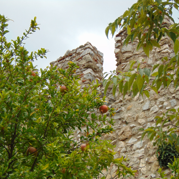 Grenadier à Fruits - Punica Granatum Mollar de Elche